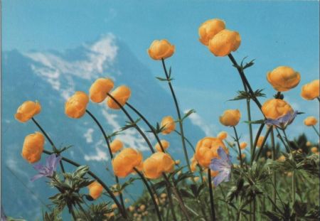 Trollblume im Gebirge Trollblume im Gebirge