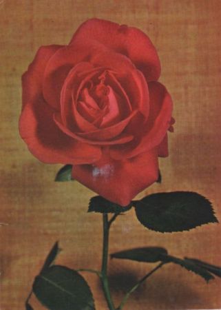 Edelrose Super Star Edelrose Super Star