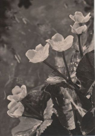 Sumpfdotterblumen blühend Sumpfdotterblumen blühend