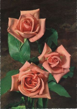Rosen rosa Rosen rosa