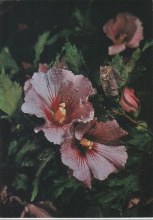 Roseneibisch Sonderstempel Roseneibisch Sonderstempel