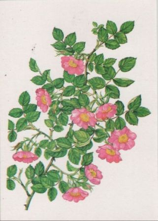 Rosarium Sangerhausen Rosa marginata Rosarium Sangerhausen Rosa marginata