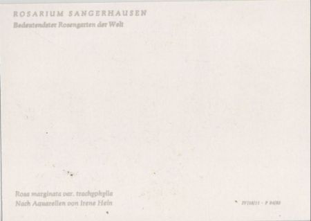 Rosarium Sangerhausen Rosa marginata Rosarium Sangerhausen Rosa marginata