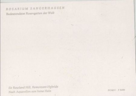 Rosarium Sangerhausen Sir Rowland Hill Rosarium Sangerhausen Sir Rowland Hill