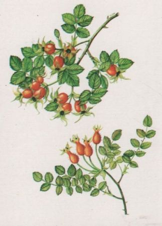 Rosarium Sangerhausen Rosa mopesii Rosarium Sangerhausen Rosa mopesii