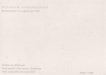 Rosarium Sangerhausen Rosa mopesii Rosarium Sangerhausen Rosa mopesii