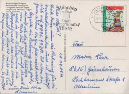 Breitblättriges Wollgras