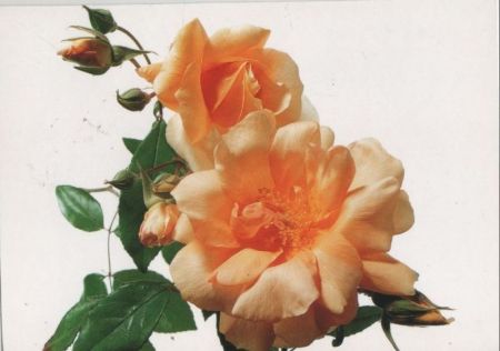 Noisette Rose Noisette Rose
