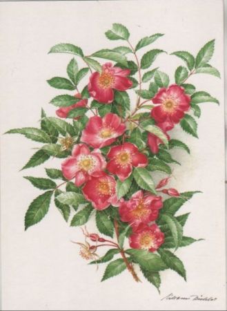 Alpenheckenrose Zeichnung Alpenheckenrose Zeichnung