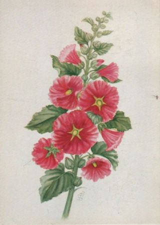 Stockrose Zeichnung Stockrose Zeichnung