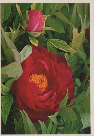 Rosen blühend Rosen blühend