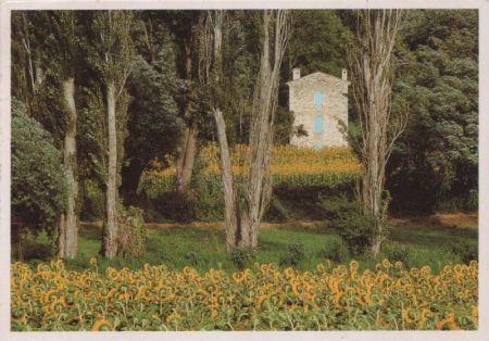 Sonnenblumen blühend Sonnenblumen blühend