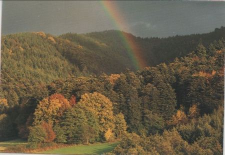 Wald mit Regenbogen Wald mit Regenbogen