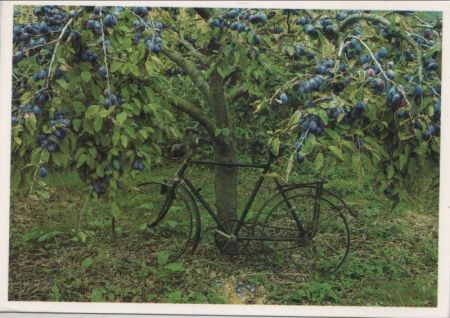 Fahrrad an Baum gelehnt Fahrrad an Baum gelehnt