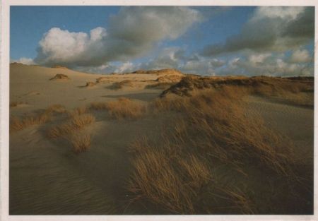 Gras auf Sand Gras auf Sand