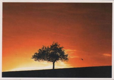 Baum vor Sommersonne Baum vor Sommersonne