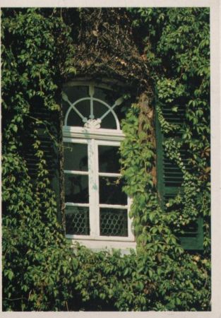 Fenster laubumnrankt Fenster laubumnrankt