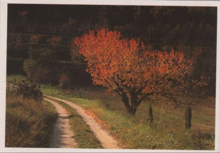 Feldweg im Herbst Feldweg im Herbst