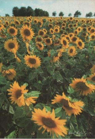 Feld Sonnenblumen Feld Sonnenblumen