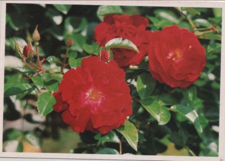 Rosen blühend Rosen blühend