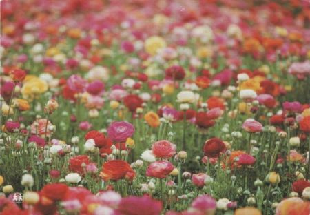 Blumenwiese bunt Blumenwiese bunt
