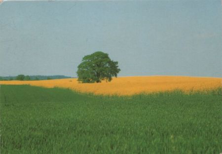 Landschaft grün und gelb Landschaft grün und gelb