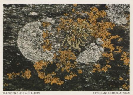 Flechten auf Granitstein Flechten auf Granitstein