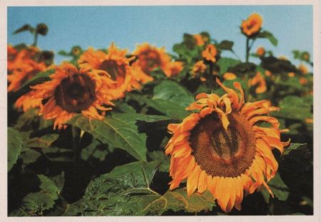Sonnenblumen etwas mitgenommen Sonnenblumen etwas mitgenommen
