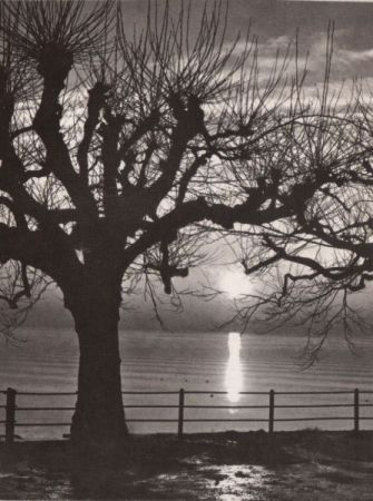 Baum blattlos am Ufer Baum blattlos am Ufer