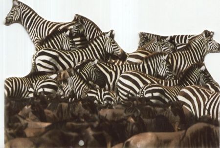 Zebras African Wildlife Zebras African Wildlife