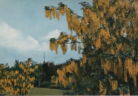 Bad Salzuflen - Goldregen im Kurpark Bad Salzuflen - Goldregen im Kurpark