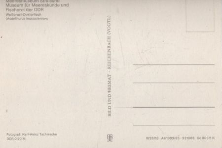 Stralsund - Meeresmuseum - Weißbrust-Doktorfisch Stralsund - Meeresmuseum - Weißbrust-Doktorfisch