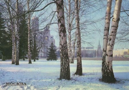 Moskau - Russland - Birken im Winter Moskau - Russland - Birken im Winter
