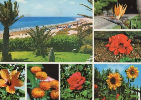 Playa del Inglés - Spanien - Blumen Playa del Inglés - Spanien - Blumen
