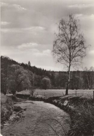 Bach im Wald Bach im Wald