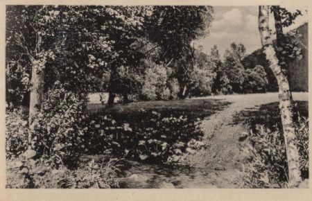 Wiese im Wald Wiese im Wald