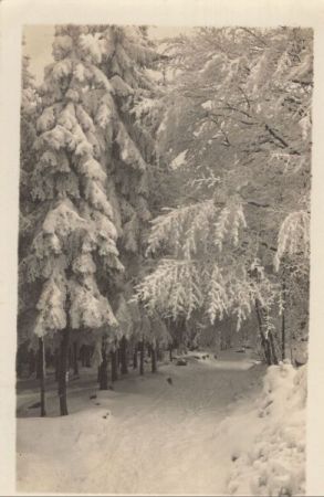 Wald im Winter Wald im Winter