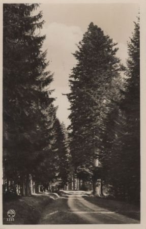 Grafenhausen - waldpartie Grafenhausen - waldpartie