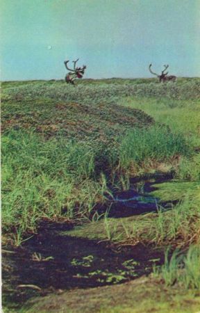 Tiere in Landschaft Tiere in Landschaft