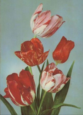 Frohe Ostern Blumen Frohe Ostern Blumen