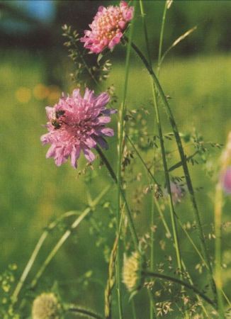 Acker-Witwenblume blühend Acker-Witwenblume blühend