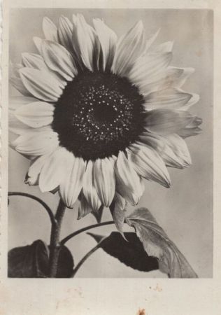 Sonnenblume blühend Sonnenblume blühend