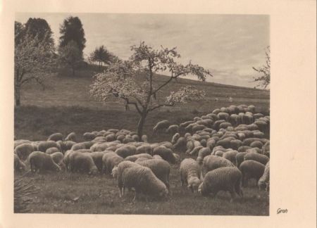 Schafe auf Wiese Schafe auf Wiese