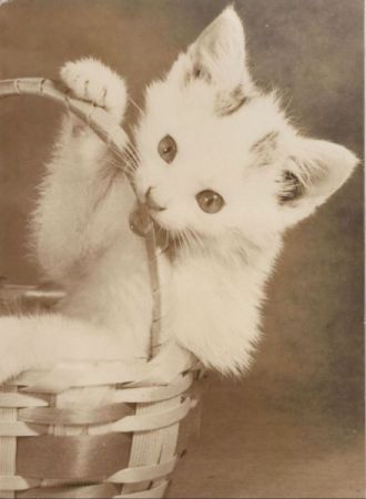 Katze im Jorb Katze im Jorb