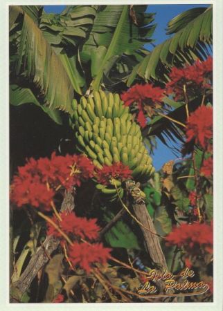 La Palma - Spanien - Bananenstaude La Palma - Spanien - Bananenstaude