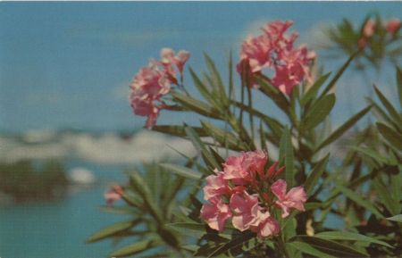 Oleander blühend Oleander blühend