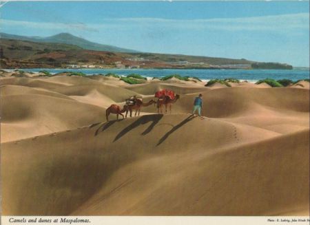 Maspalomas - Spanien - Kamele und Dünen Maspalomas - Spanien - Kamele und Dünen