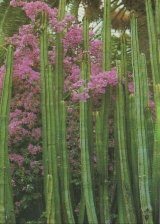 Kanarische Inseln - Spanien - Tropische Flora Kanarische Inseln - Spanien - Tropische Flora