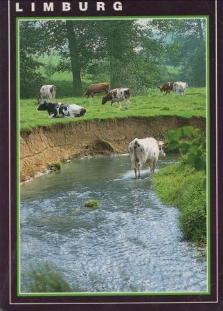 Limburg - Niederlande - Kühe Limburg - Niederlande - Kühe