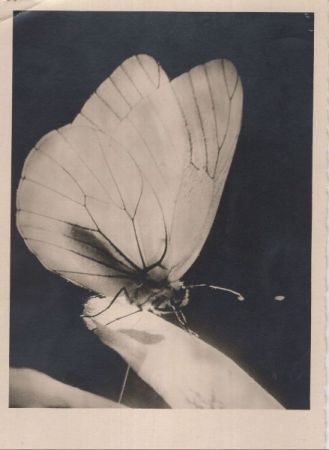 Schmetterling schwarzweiß Schmetterling schwarzweiß